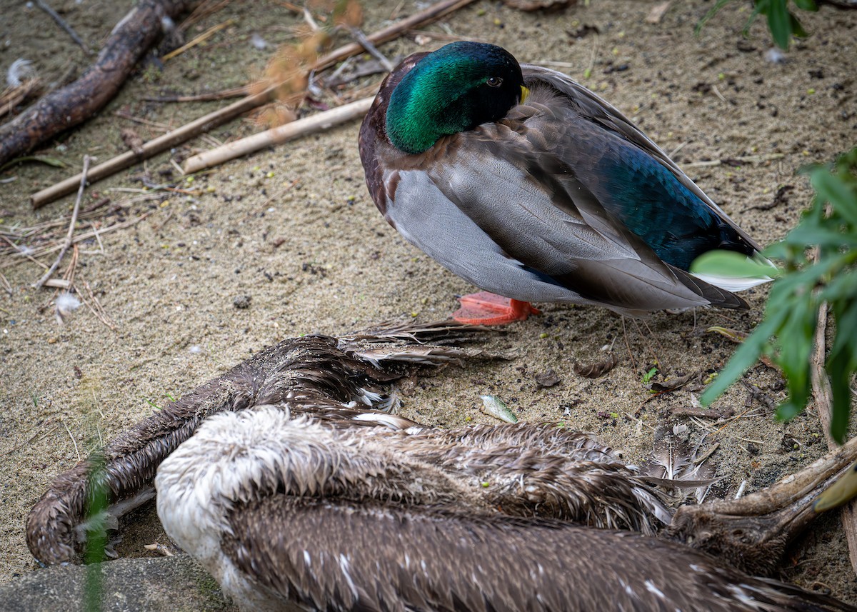 Mallard - ML643581814