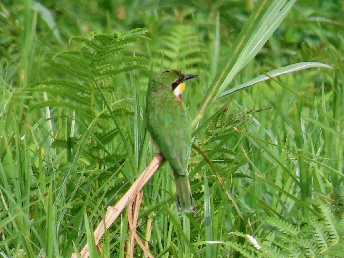 Blue-breasted Bee-eater - ML643581815