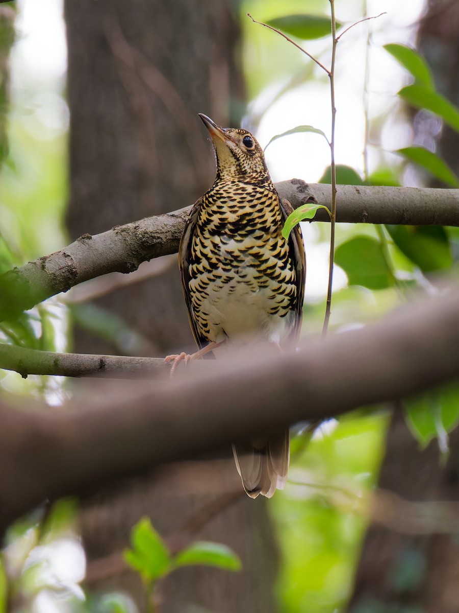 White's Thrush - ML643581816