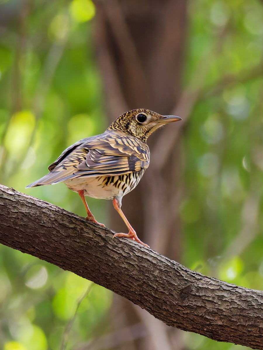 White's Thrush - ML643581817