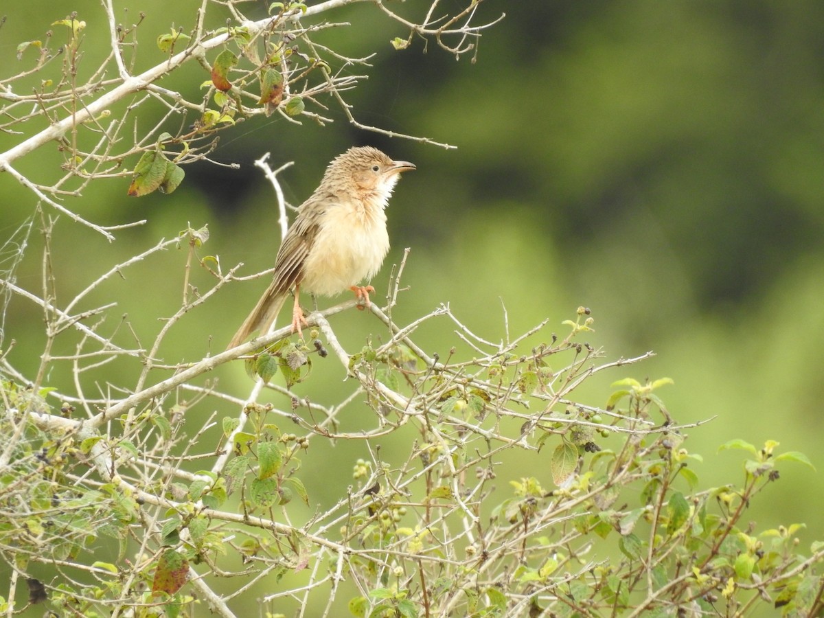 Common Babbler - ML643581826