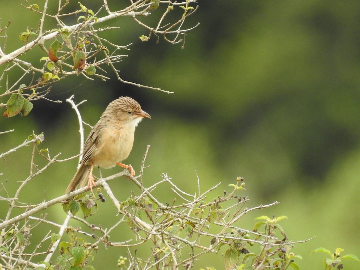 Common Babbler - ML643581827