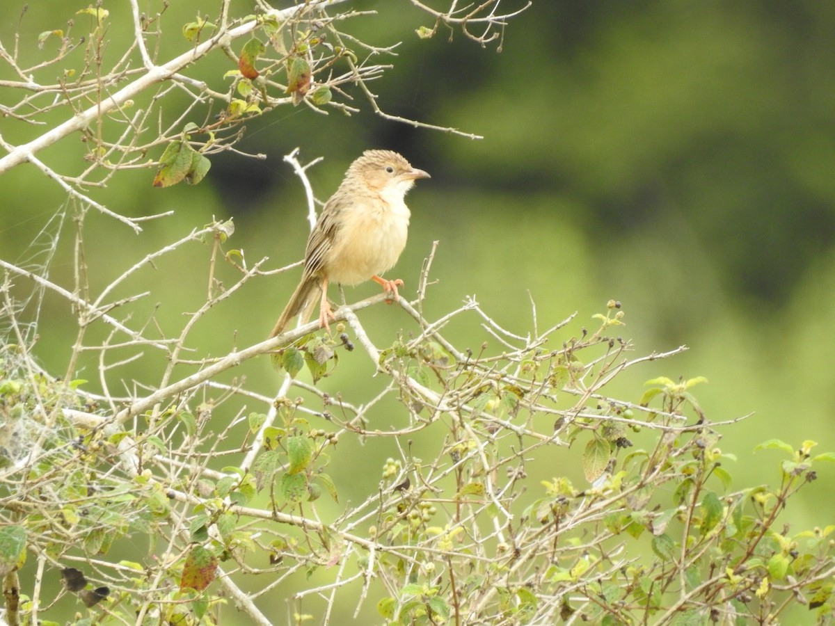 Common Babbler - ML643581828