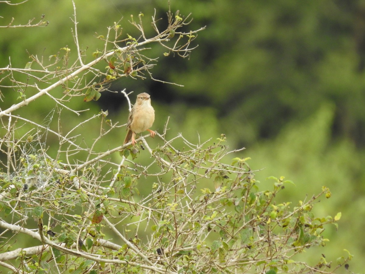 Common Babbler - ML643581830