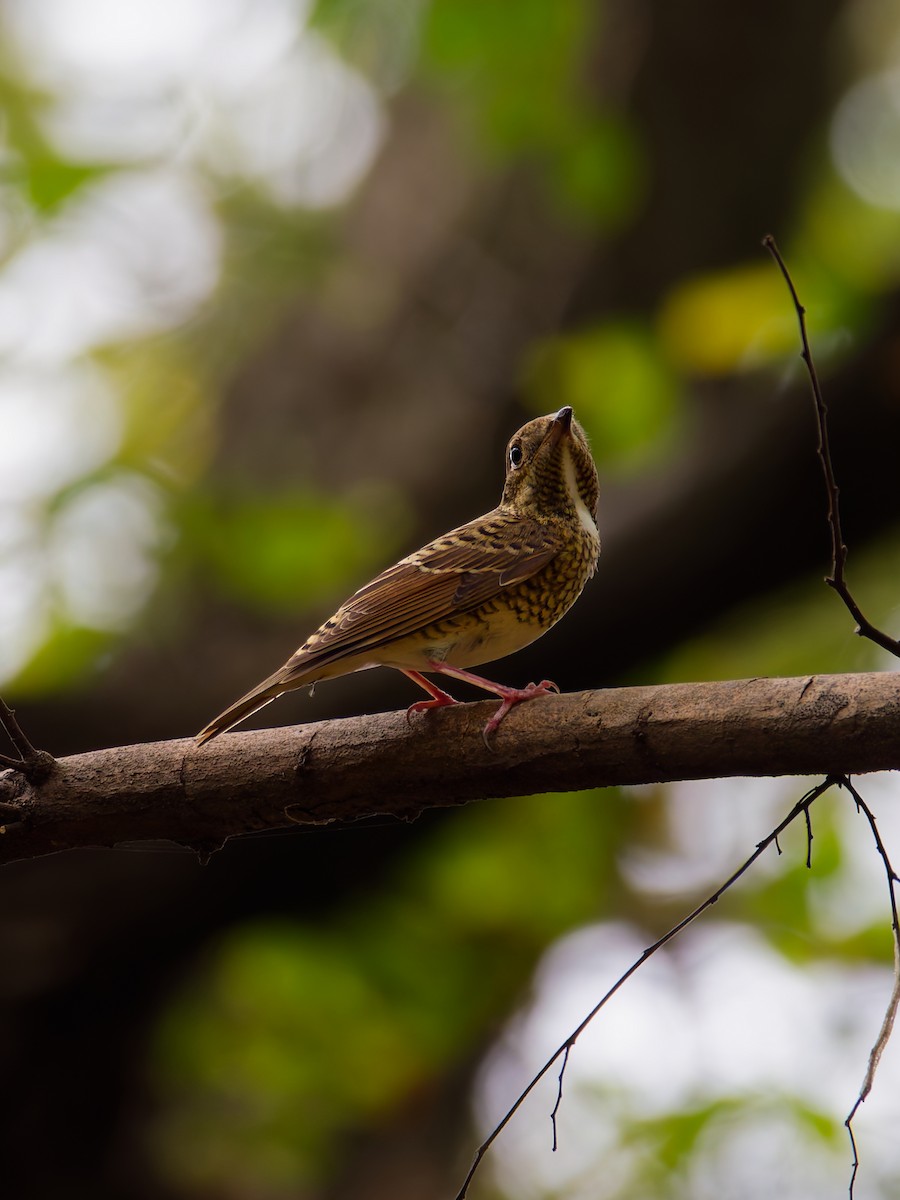 White-throated Rock-Thrush - ML643581833