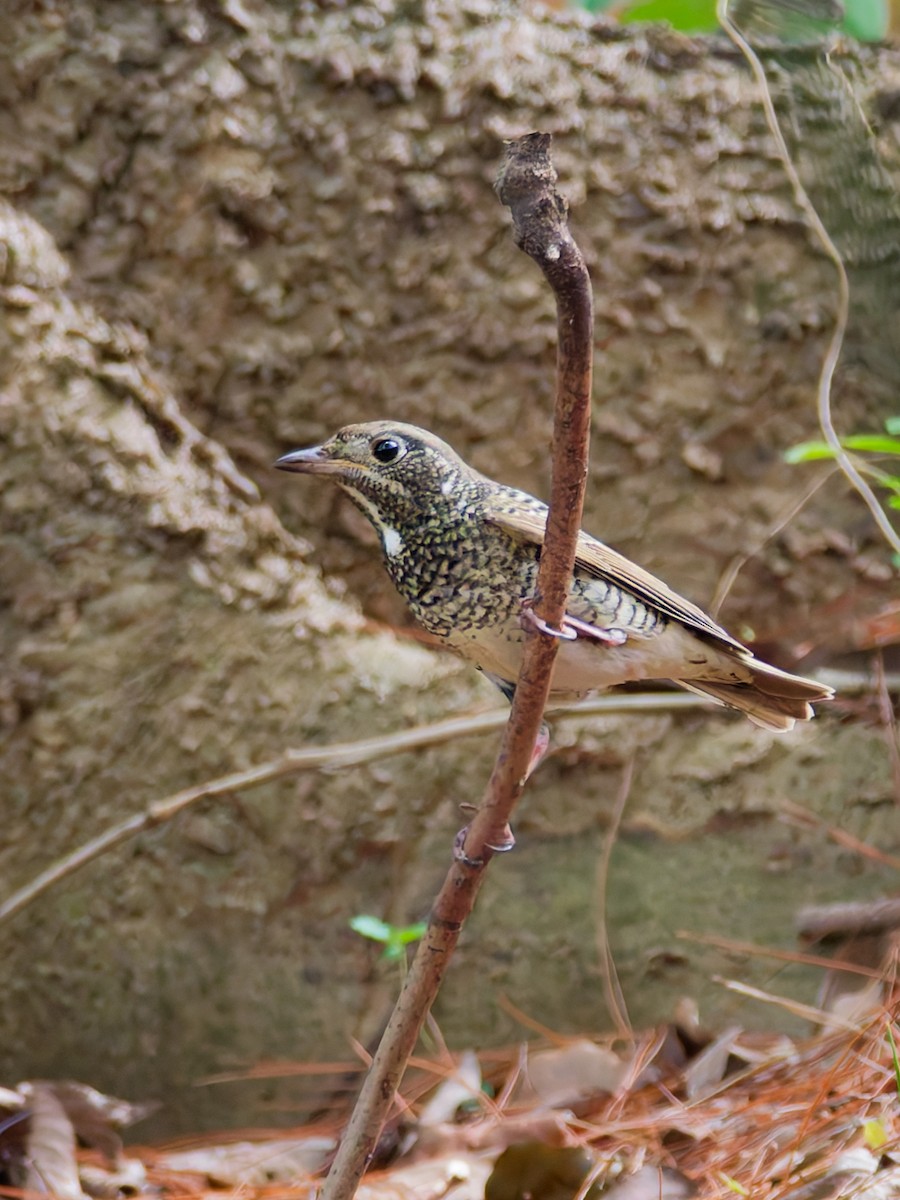 White-throated Rock-Thrush - ML643581834