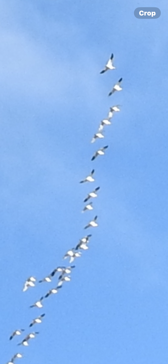 Snow Goose - ML643581842