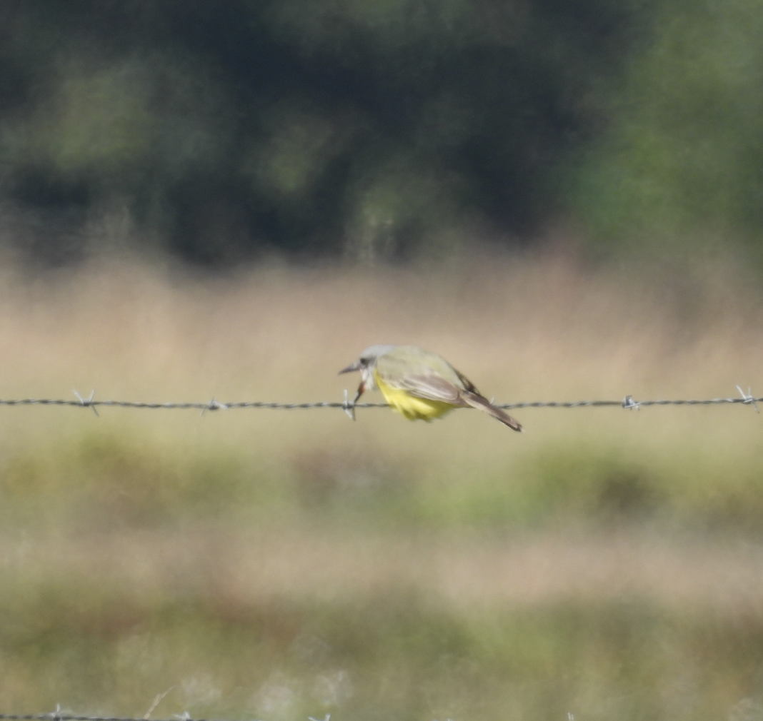 Tropical Kingbird - ML643581855