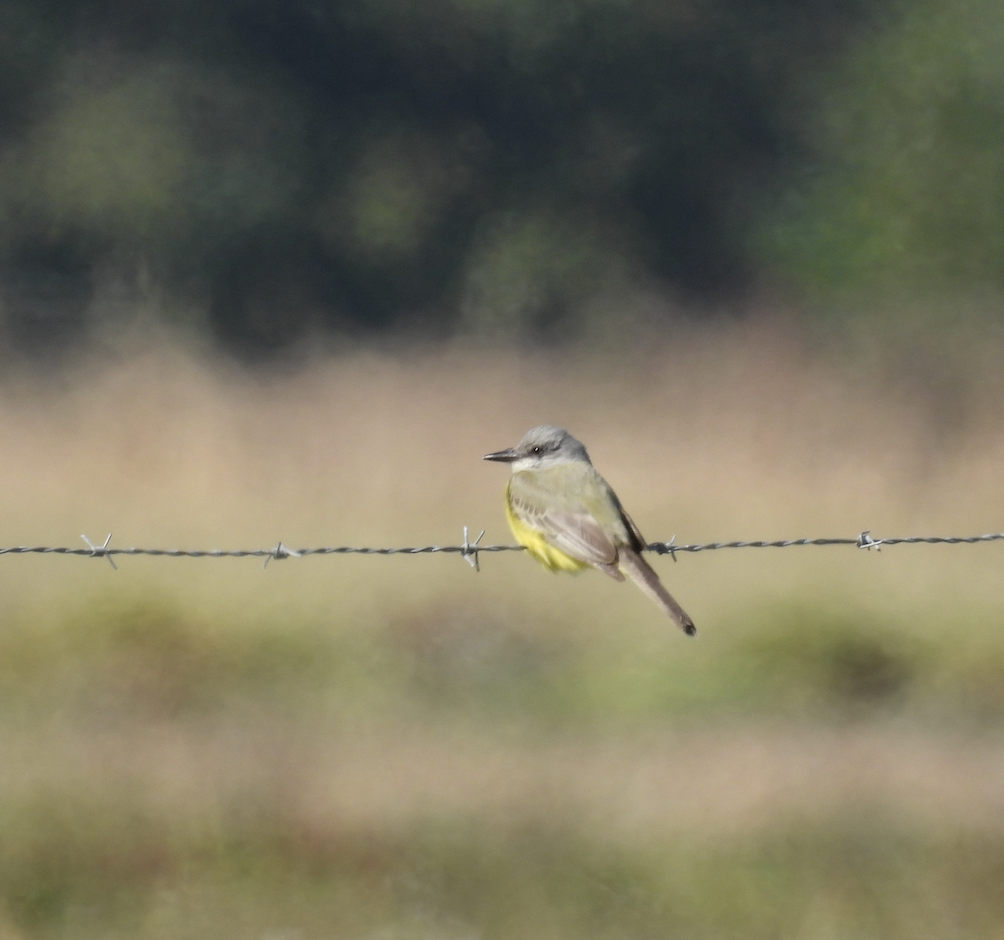 Tropical Kingbird - ML643581856