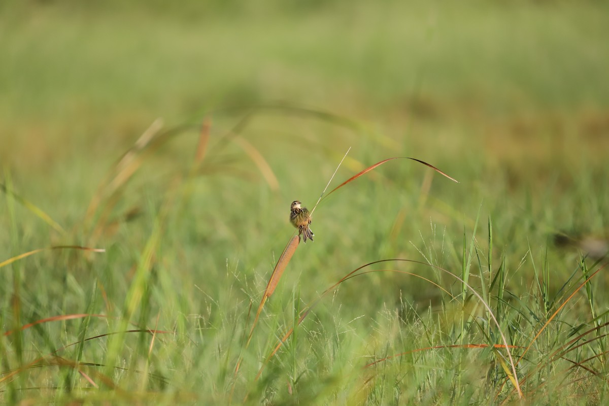 Zitting Cisticola - ML643581874