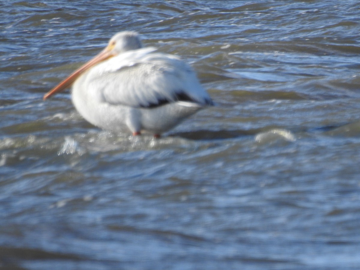 American White Pelican - ML643581881