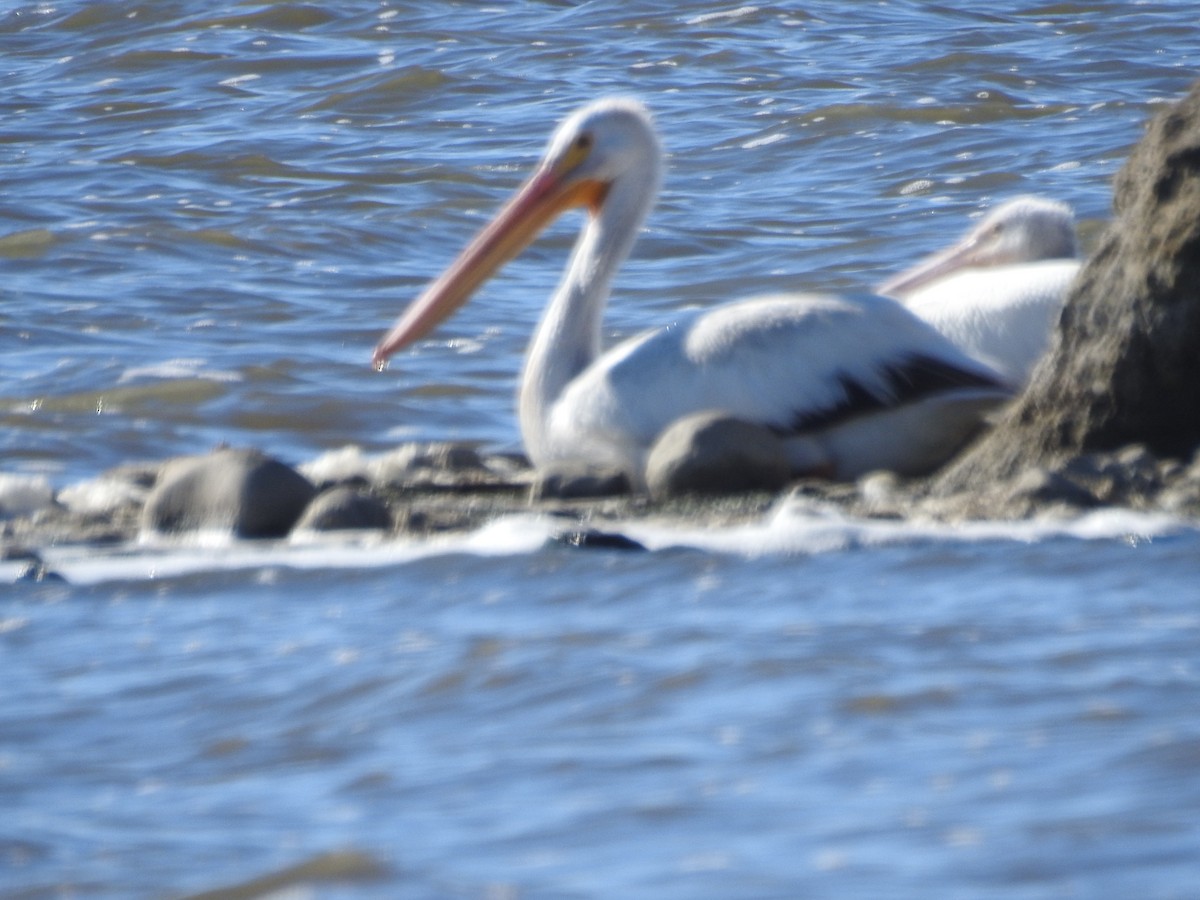 American White Pelican - ML643581882