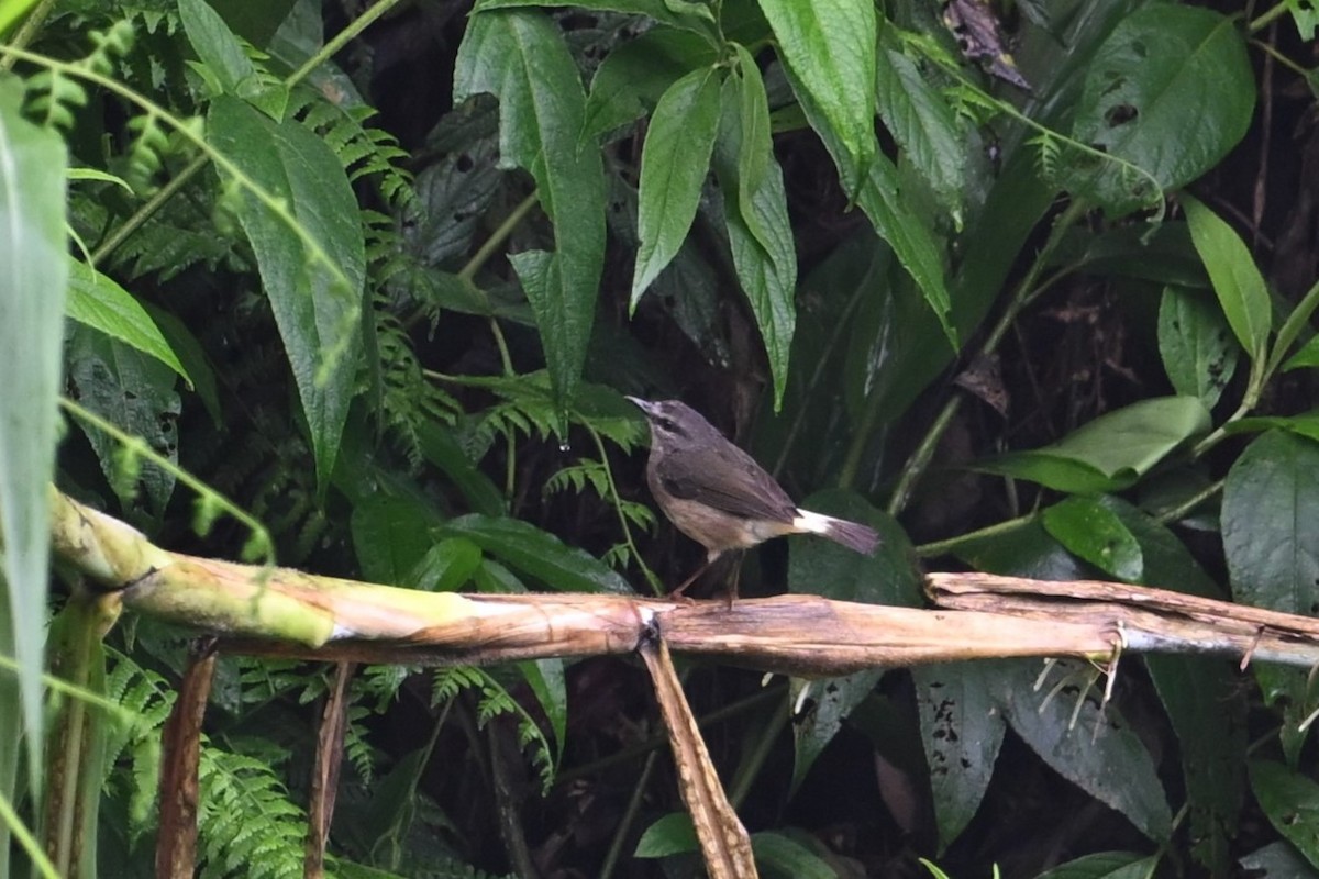 Buff-rumped Warbler - ML643581908
