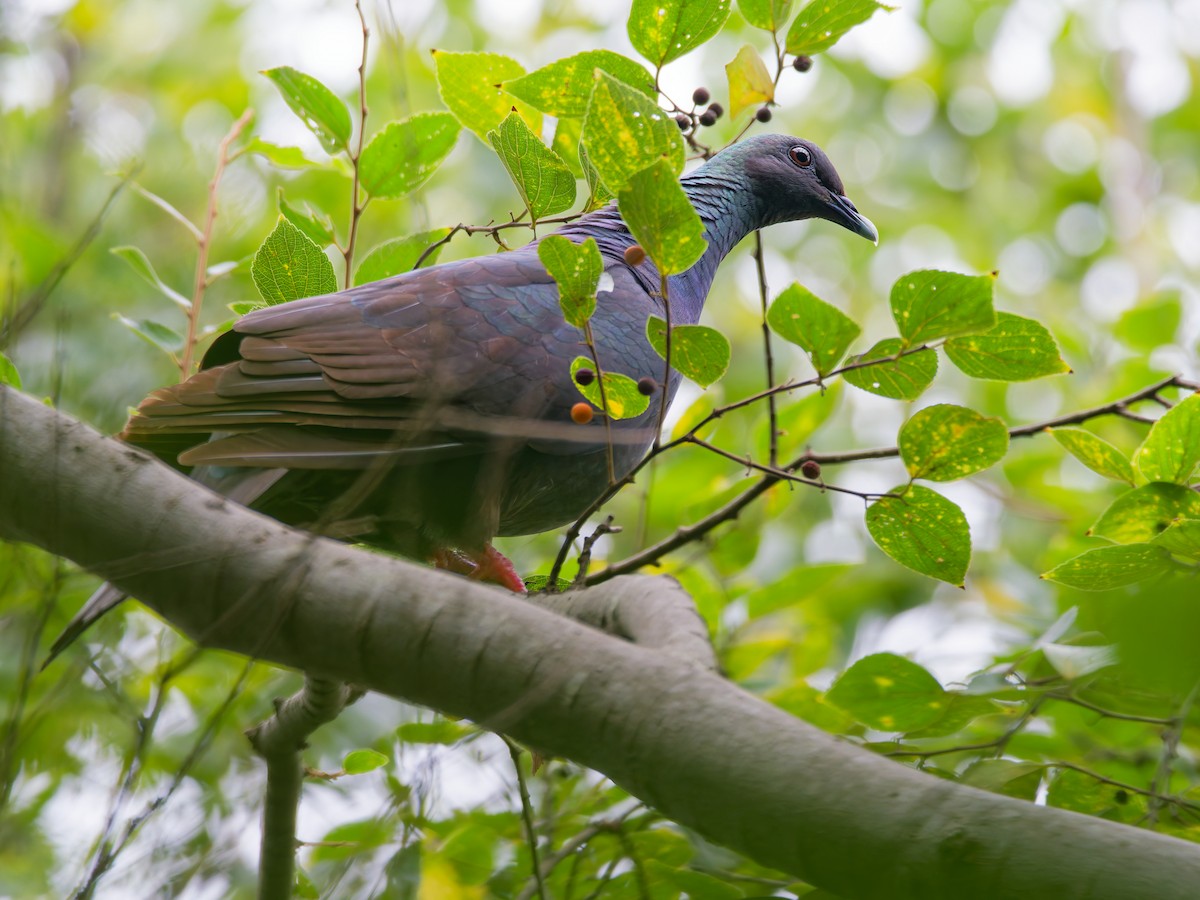 Black Wood-Pigeon - ML643581911