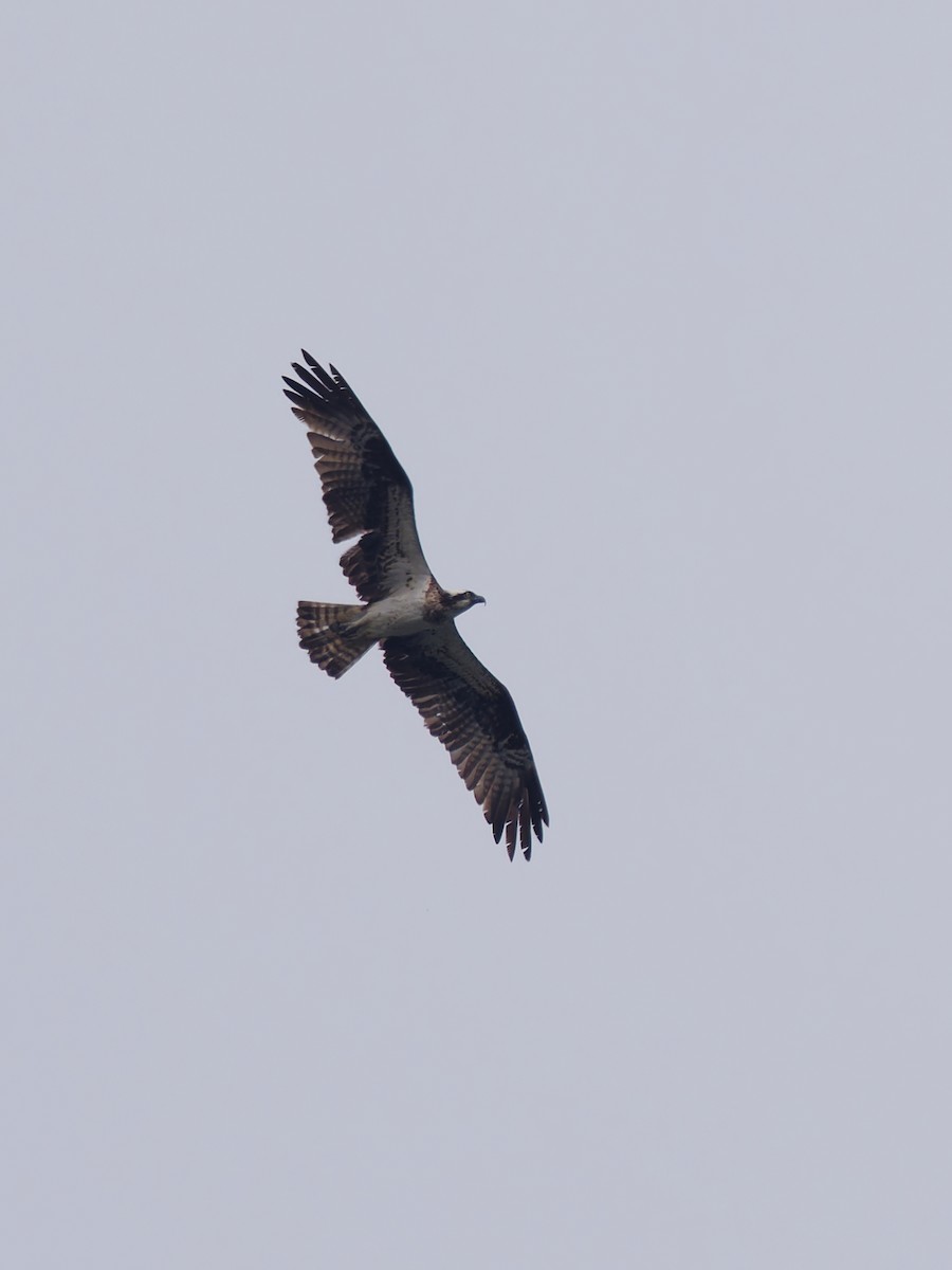 Osprey - ML643581912