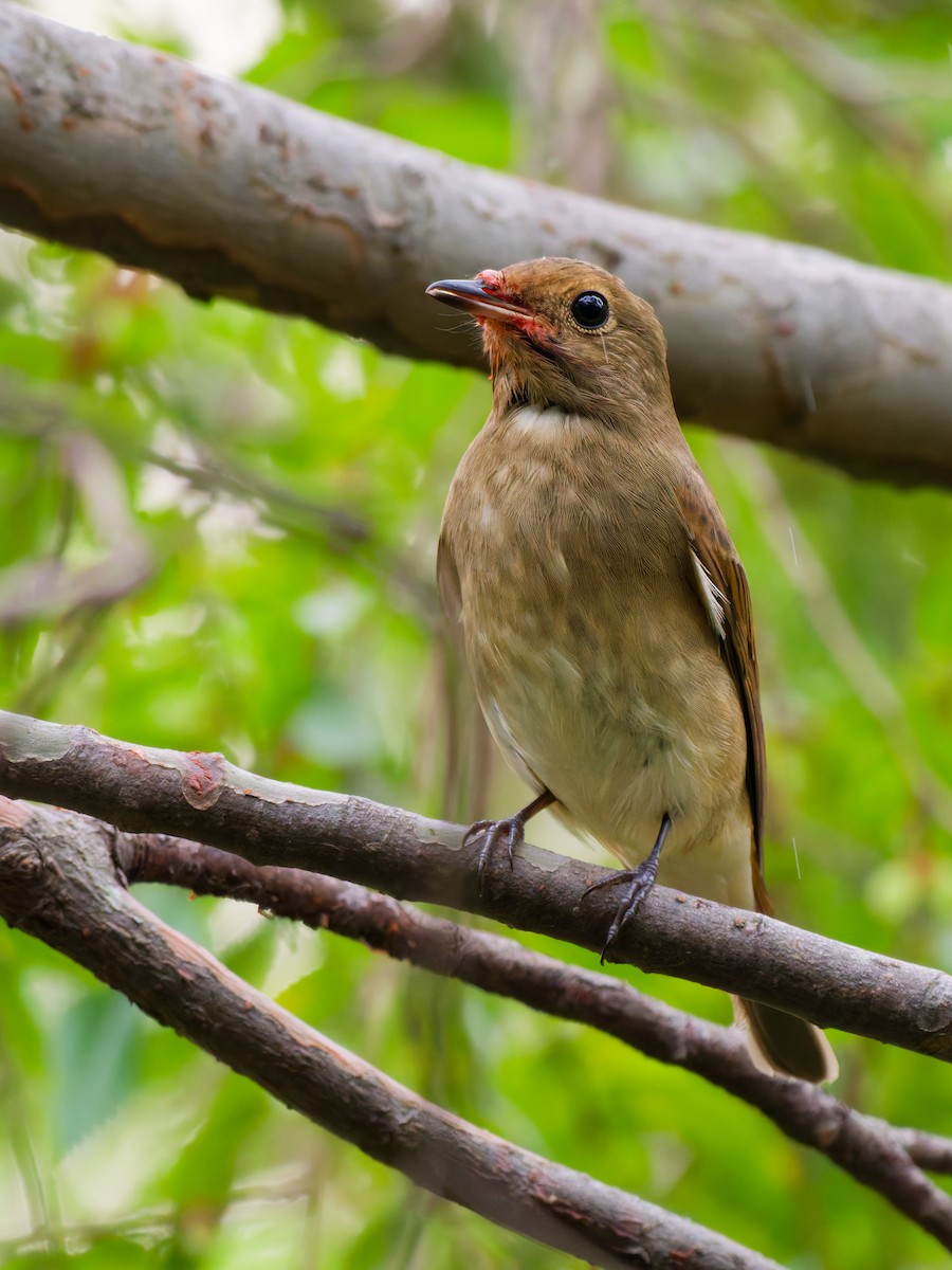 Blue-and-white Flycatcher - ML643581918