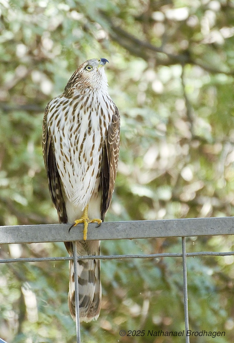 Cooper's Hawk - ML643581952