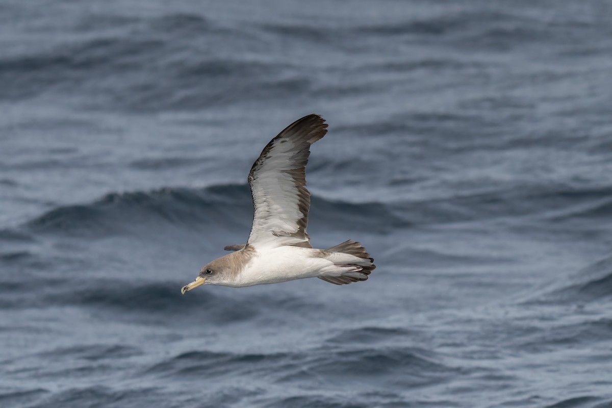 Cory's Shearwater - ML643581978