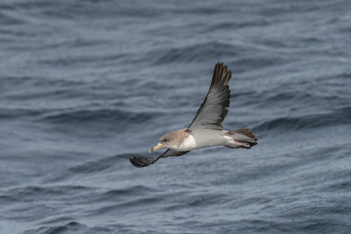 Cory's Shearwater - ML643581980