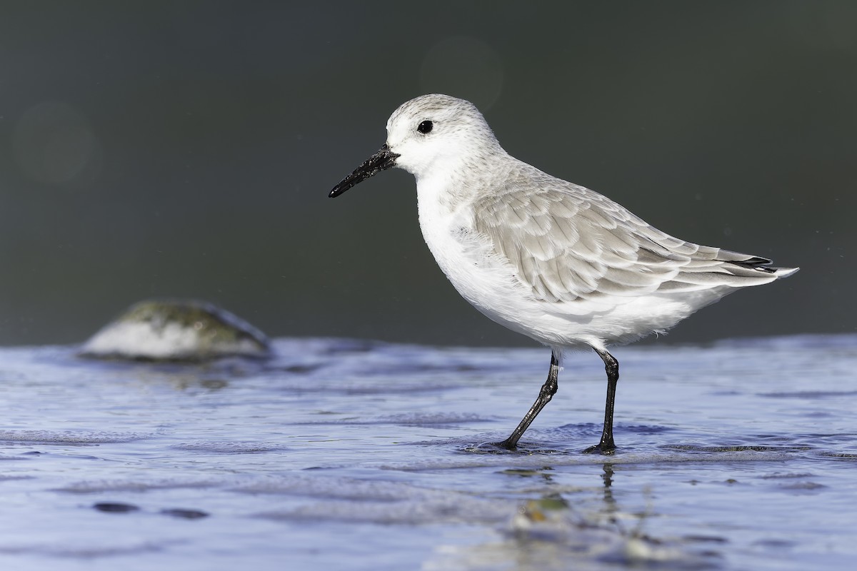 Sanderling - ML643581985