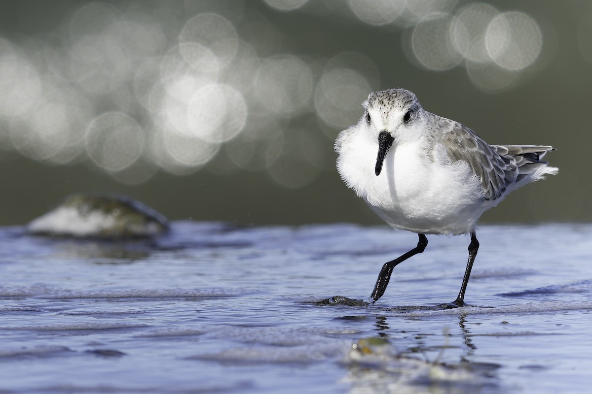 Sanderling - ML643581986
