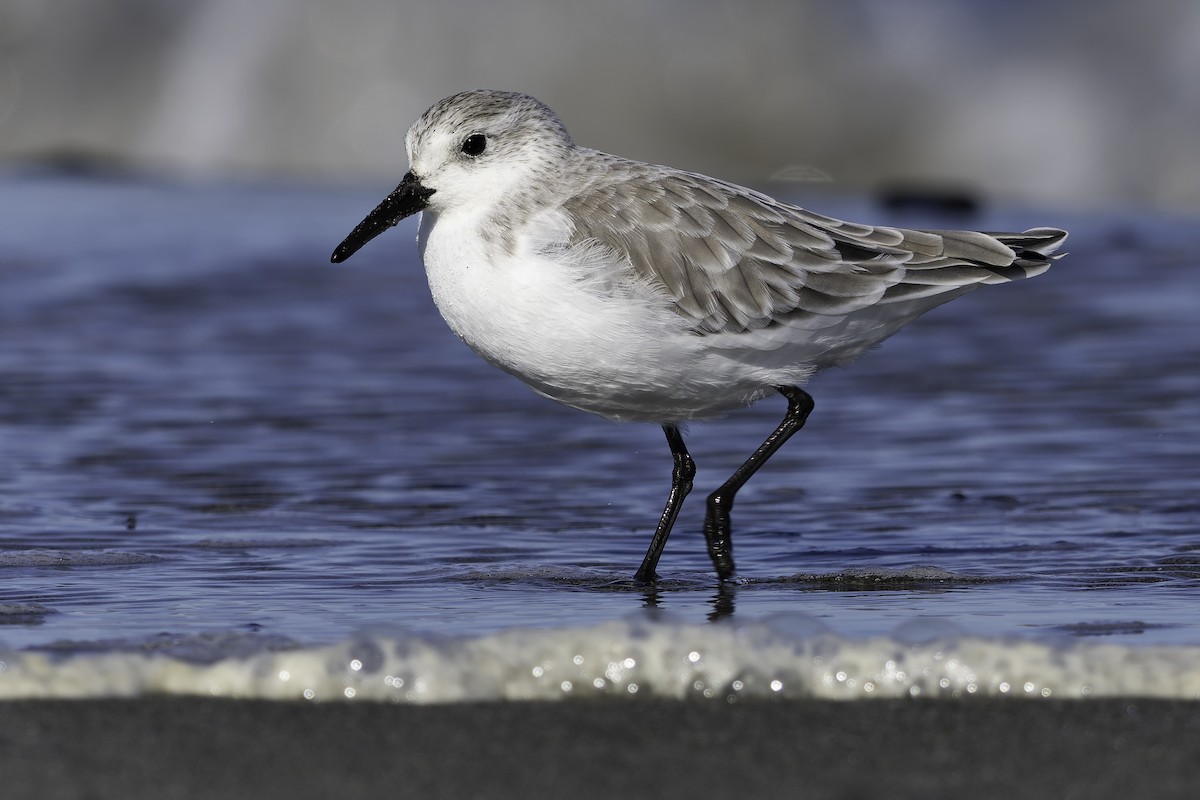 Sanderling - ML643581987