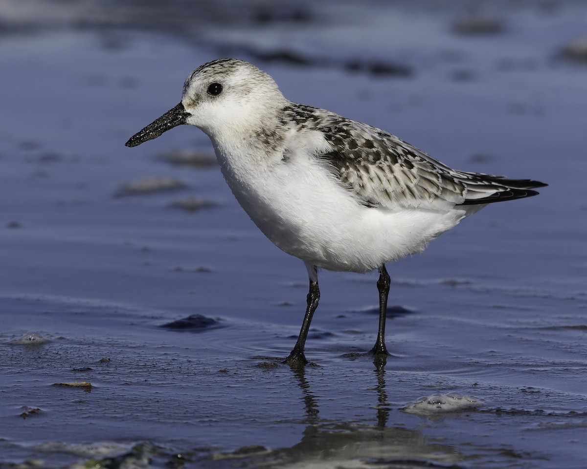 Sanderling - ML643581988
