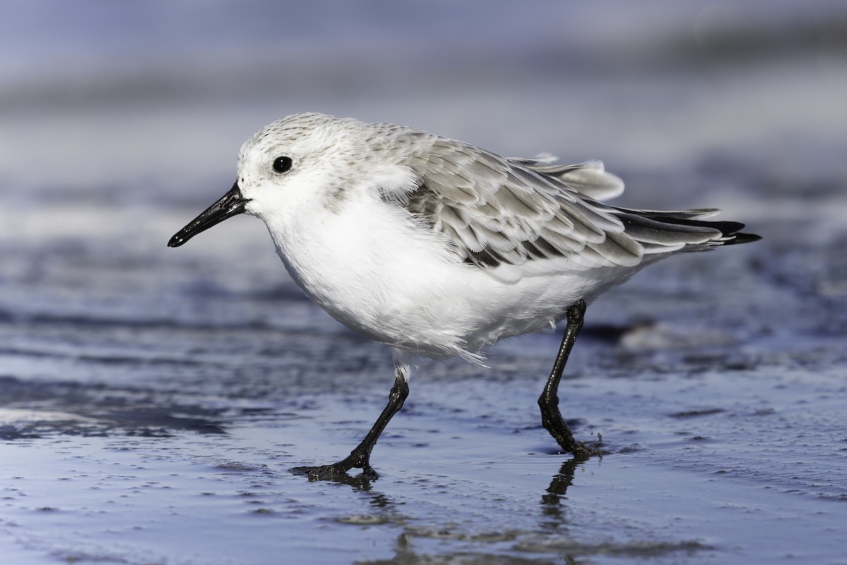 Sanderling - ML643581989