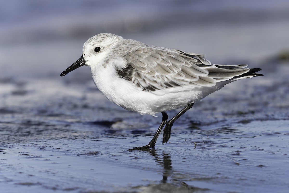 Sanderling - ML643581991