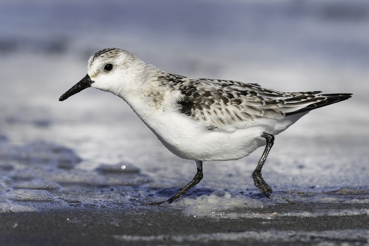 Sanderling - ML643581992