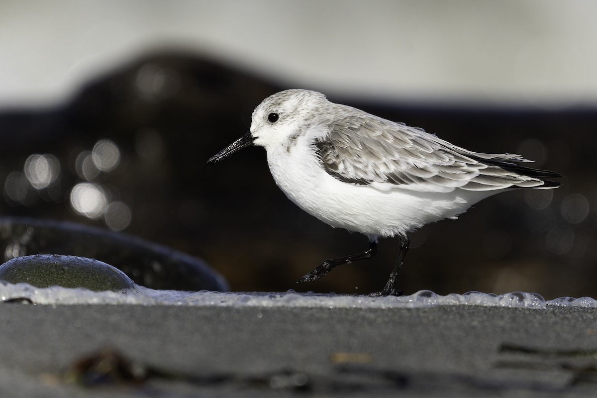 Sanderling - ML643581993