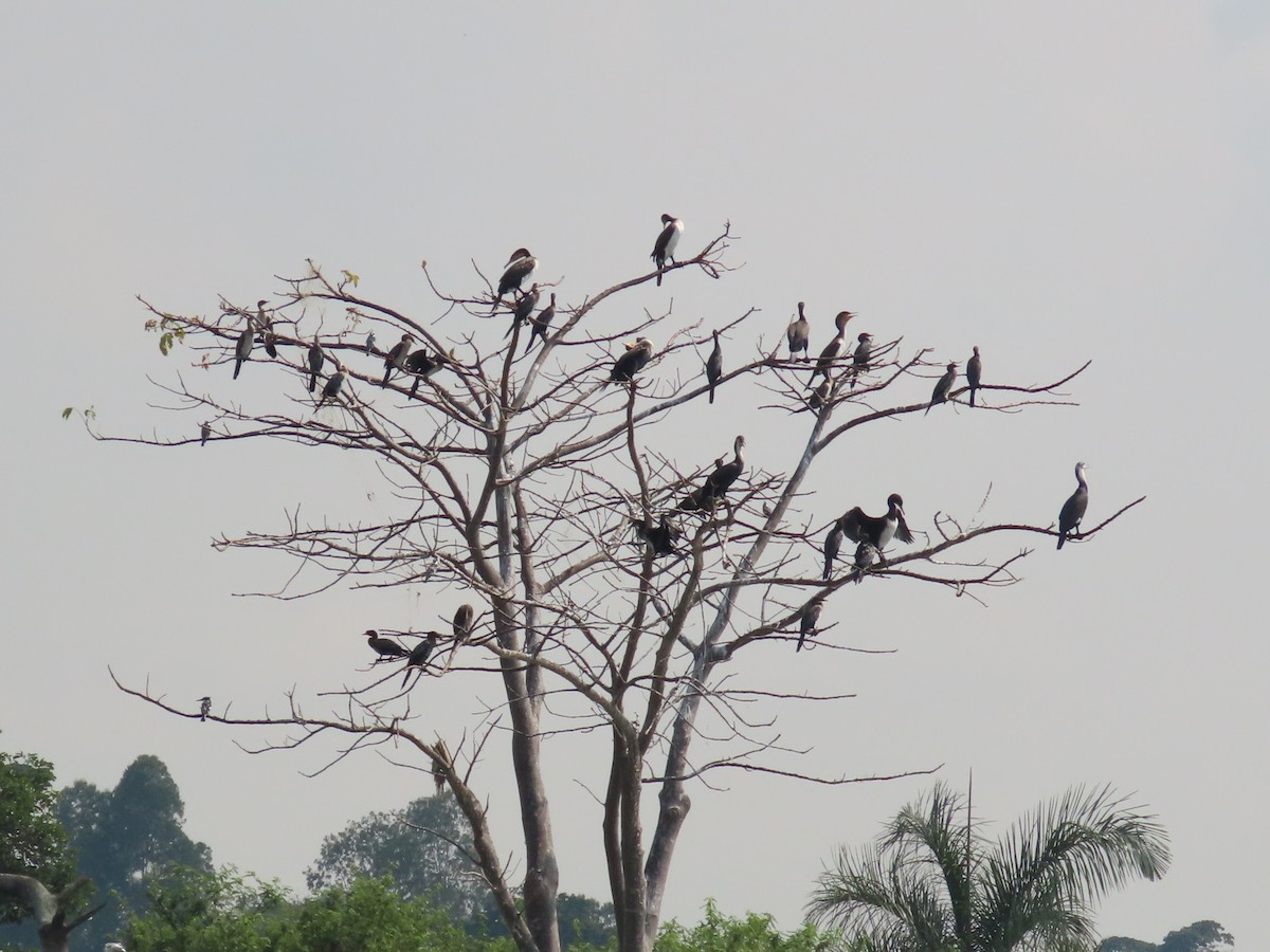 Reed Cormorant - ML643582004