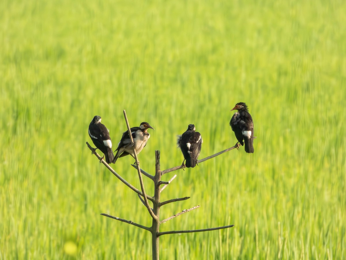 Indian Pied Starling - ML643582006