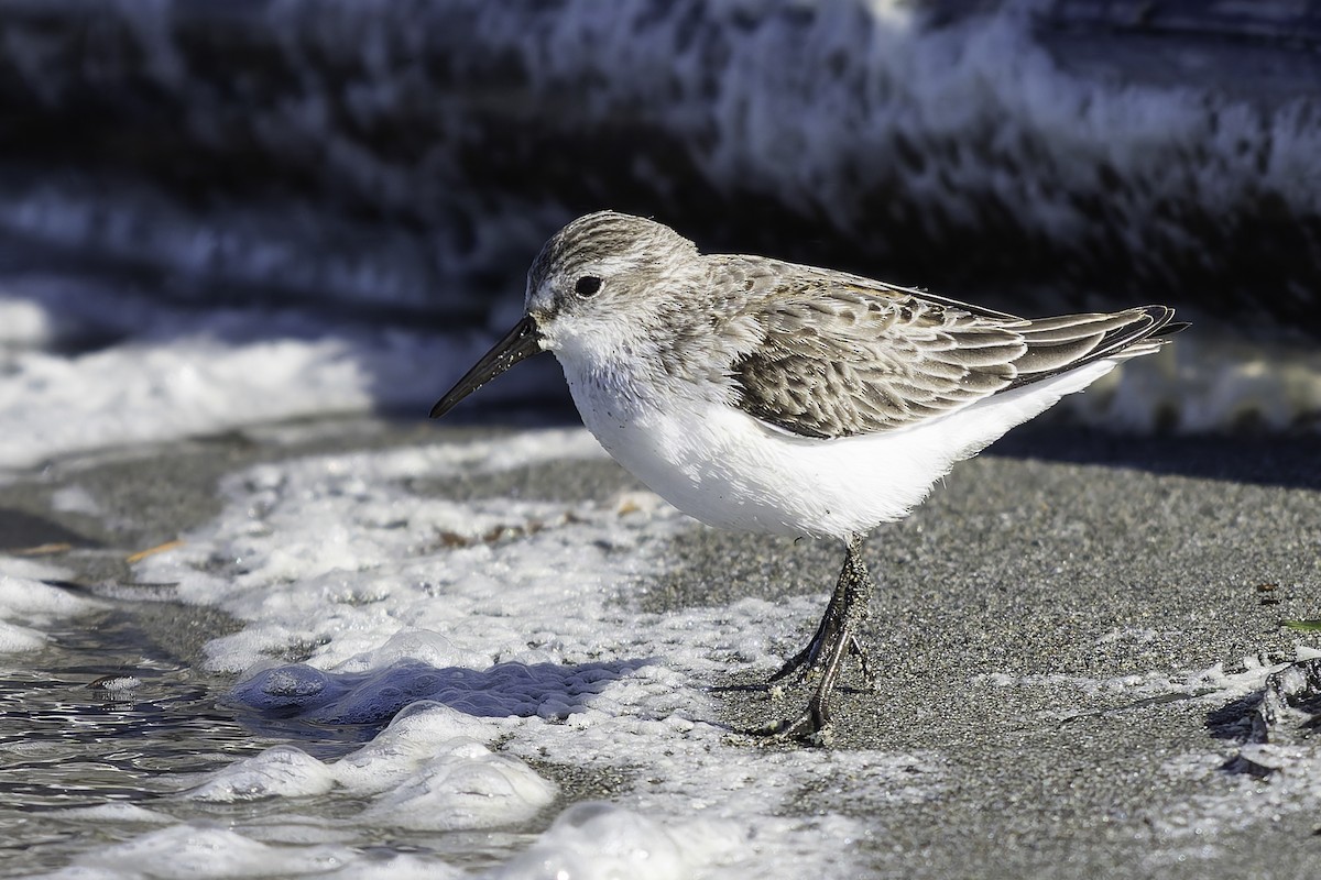 Bergstrandläufer - ML643582011