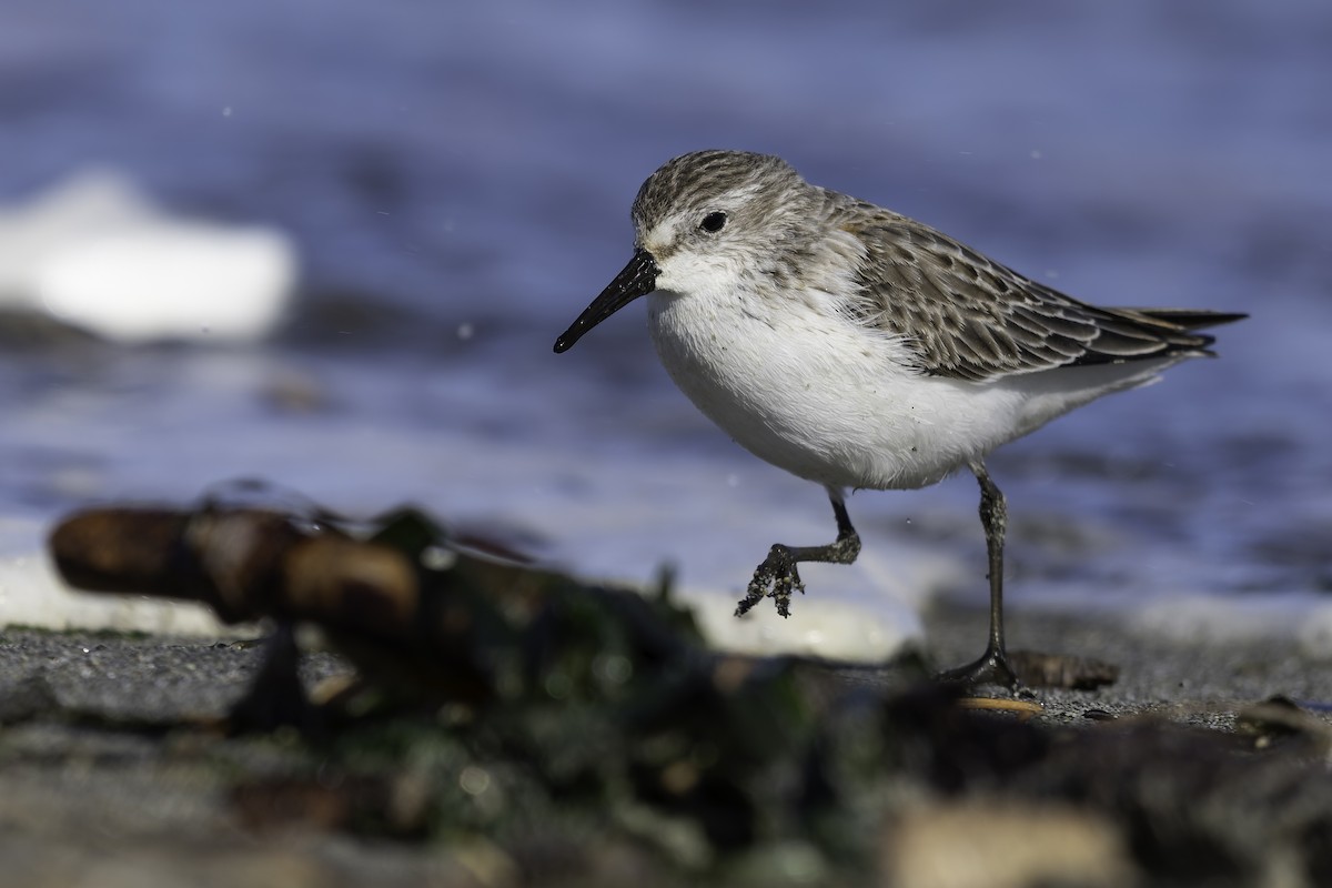 Bergstrandläufer - ML643582012