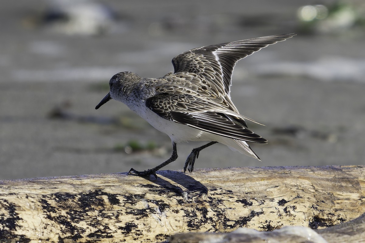 Bergstrandläufer - ML643582013