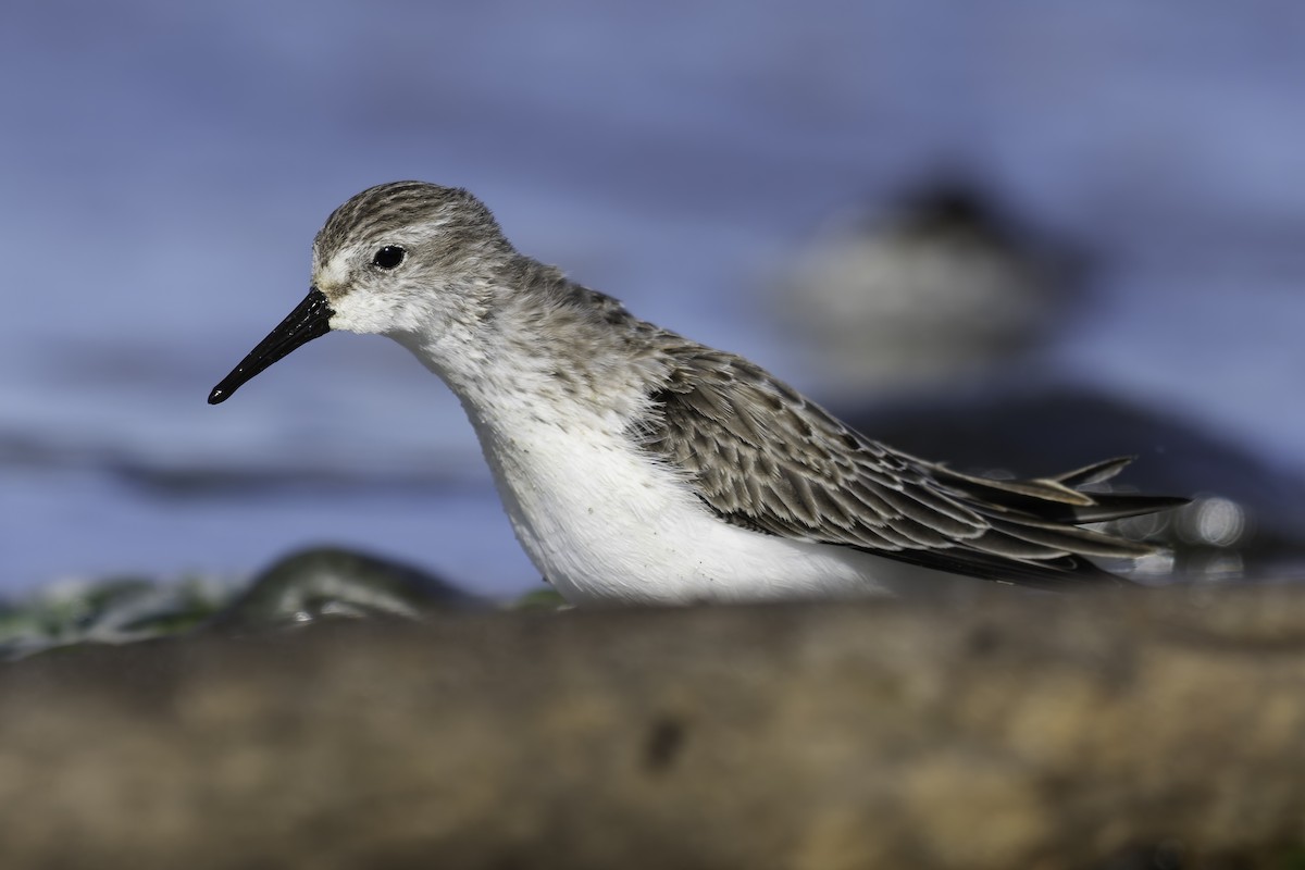 Bergstrandläufer - ML643582014