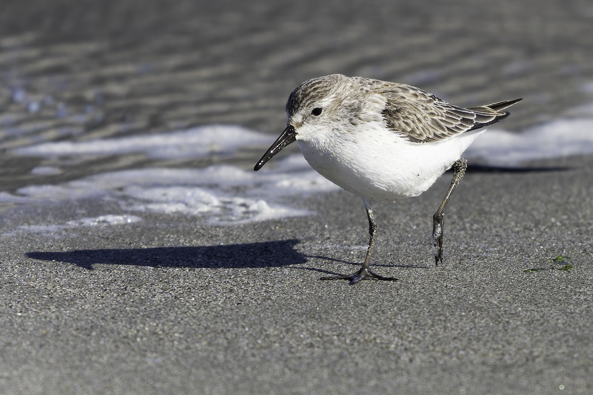 Bergstrandläufer - ML643582015