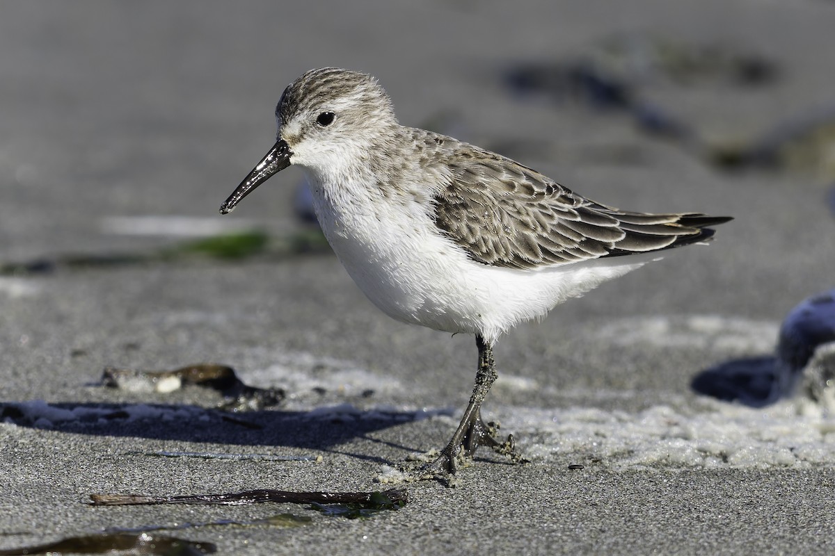 Bergstrandläufer - ML643582017