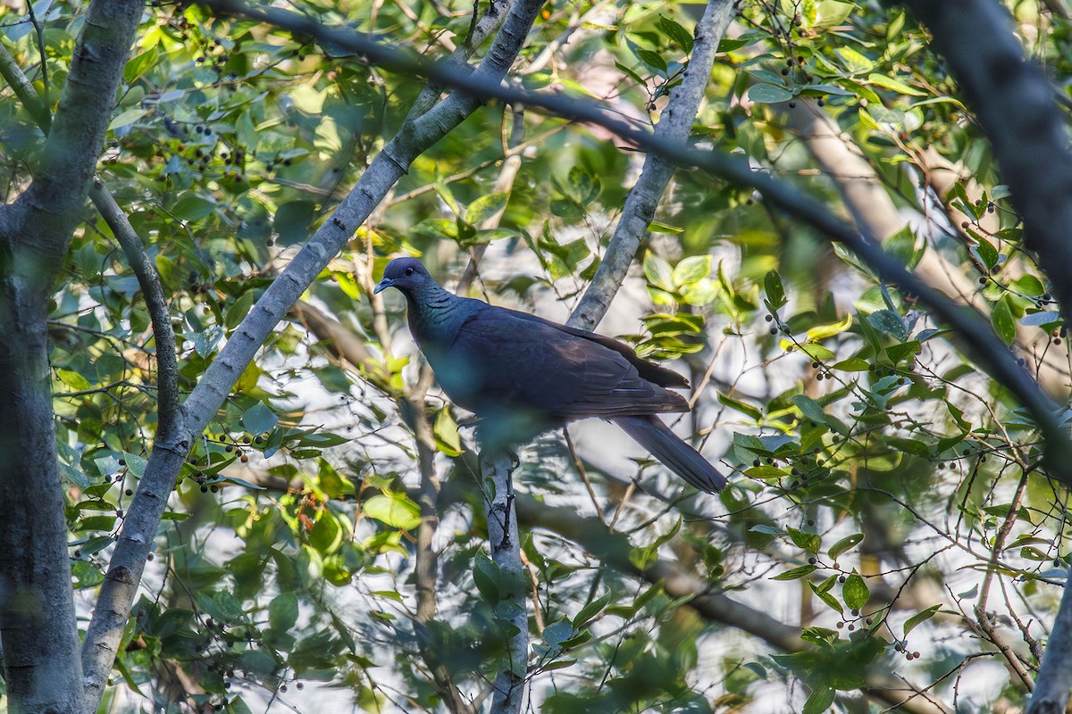 Black Wood-Pigeon - ML643582018
