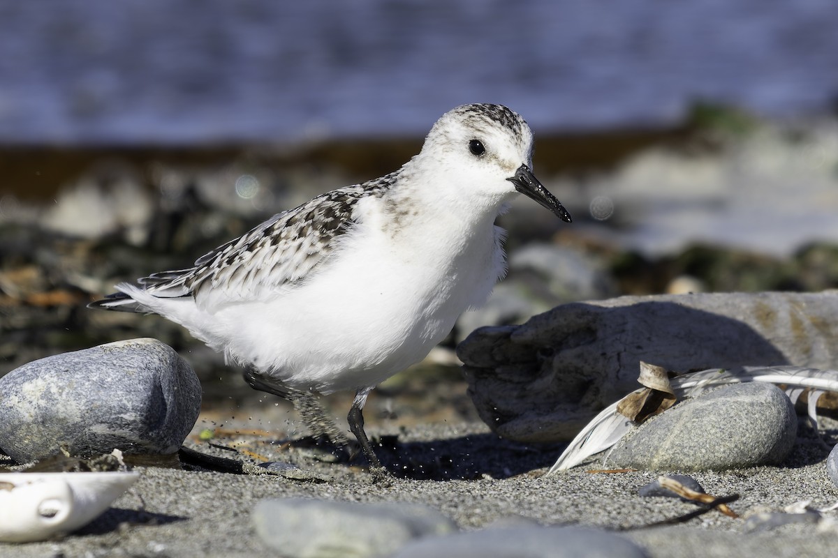Sanderling - ML643582023