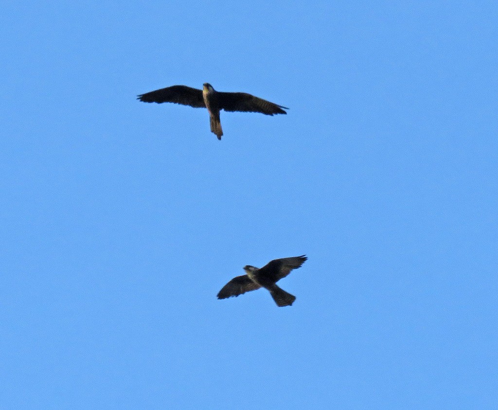 Falco della regina - ML643582066