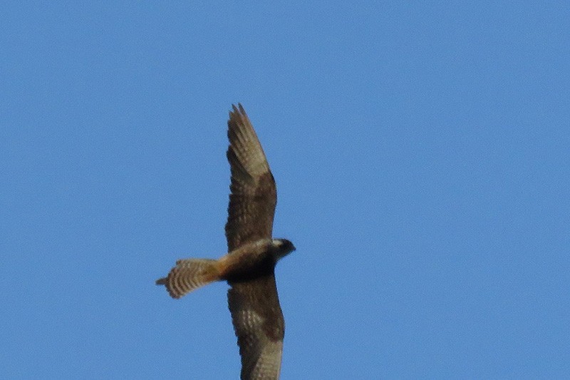 Falco della regina - ML643582067