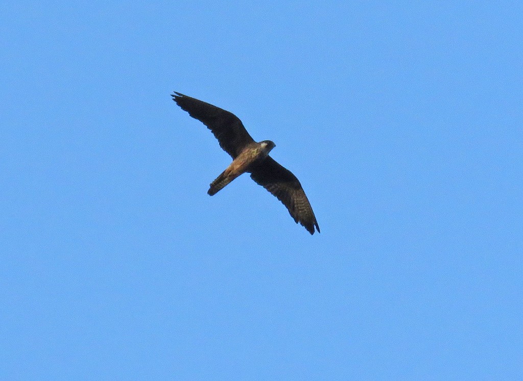 Falco della regina - ML643582068