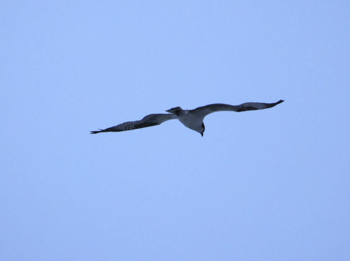 Osprey - ML643582071