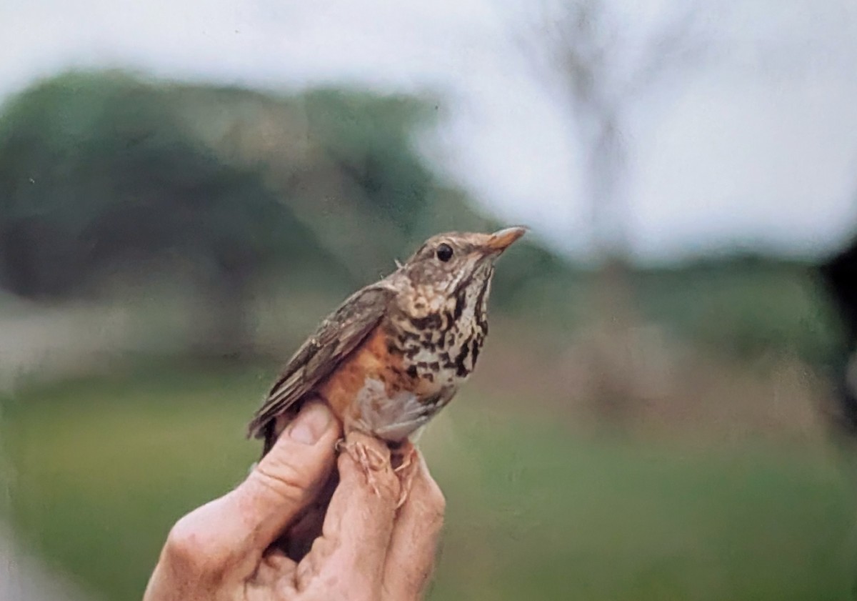 Gray-backed Thrush - ML643582102