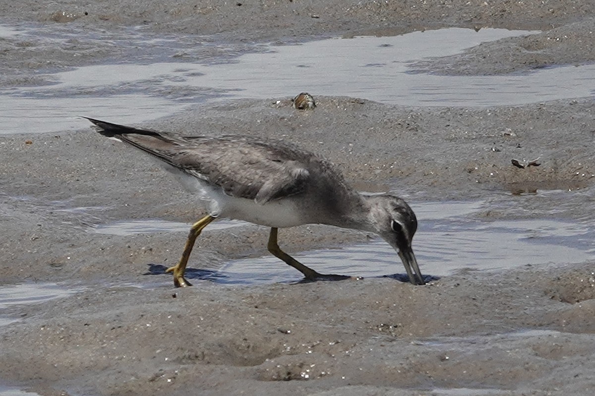 Gray-tailed Tattler - ML643582126