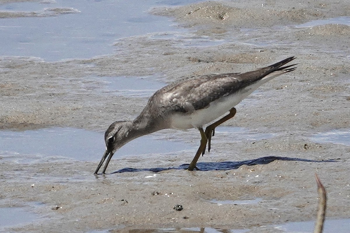 Gray-tailed Tattler - ML643582127