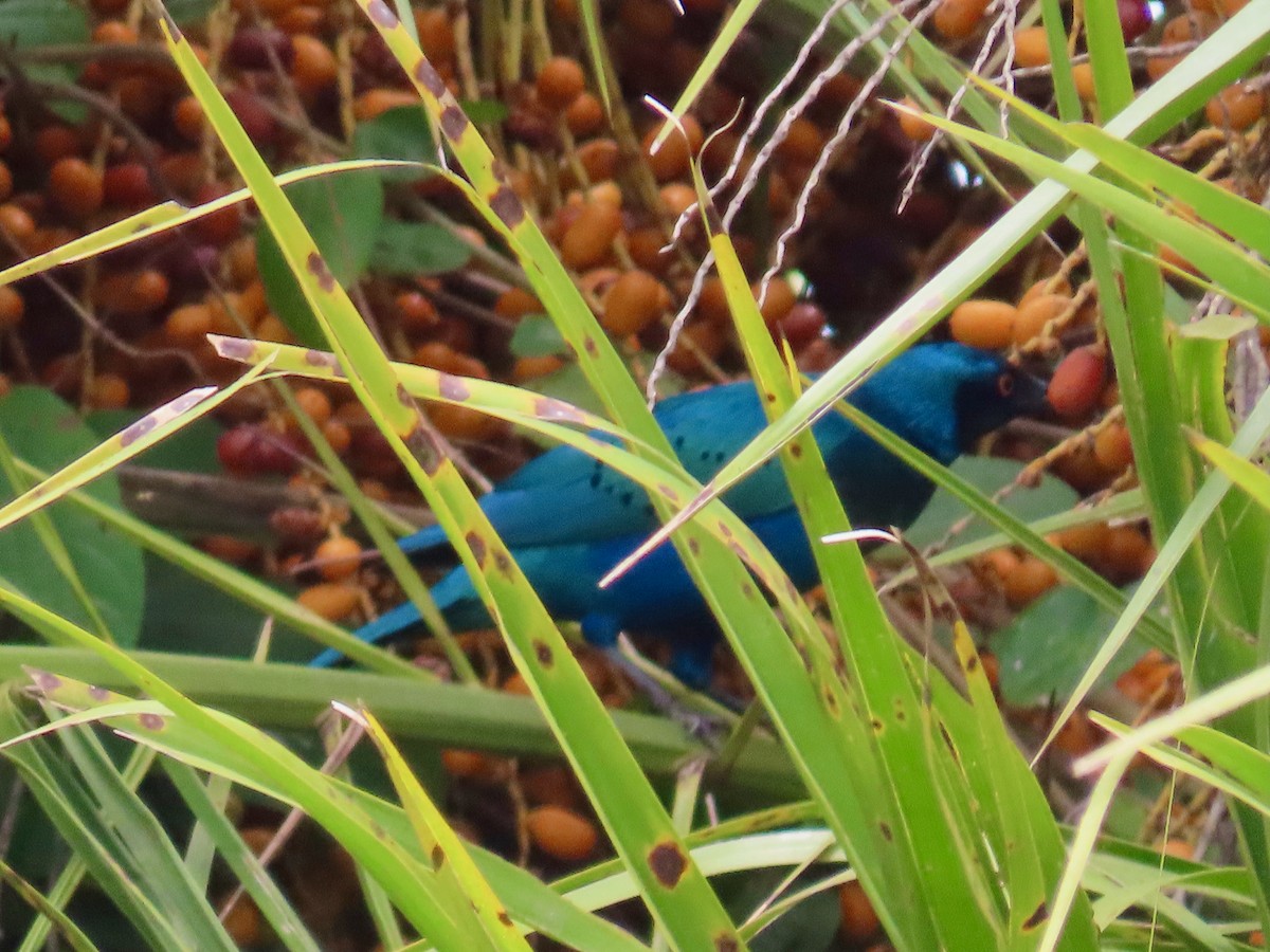 Greater Blue-eared Starling - ML643582131