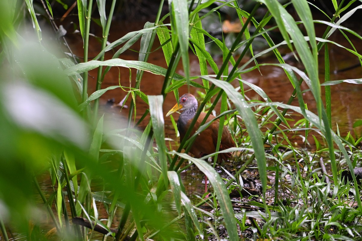 Russet-naped Wood-Rail - ML643582132